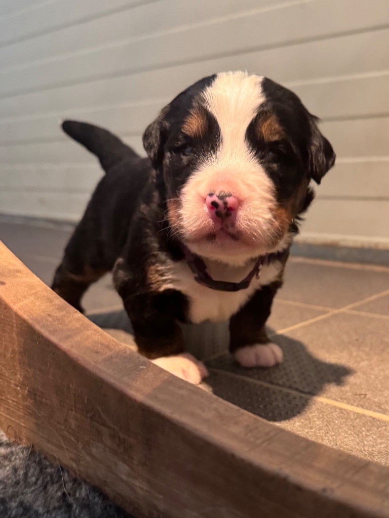 Du Secret Des Mimosas - Chiots disponibles - Bouvier Bernois