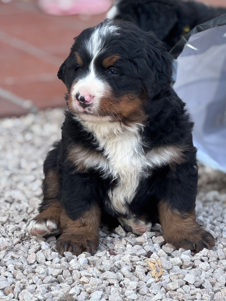 Du Secret Des Mimosas - Chiots disponibles - Bouvier Bernois