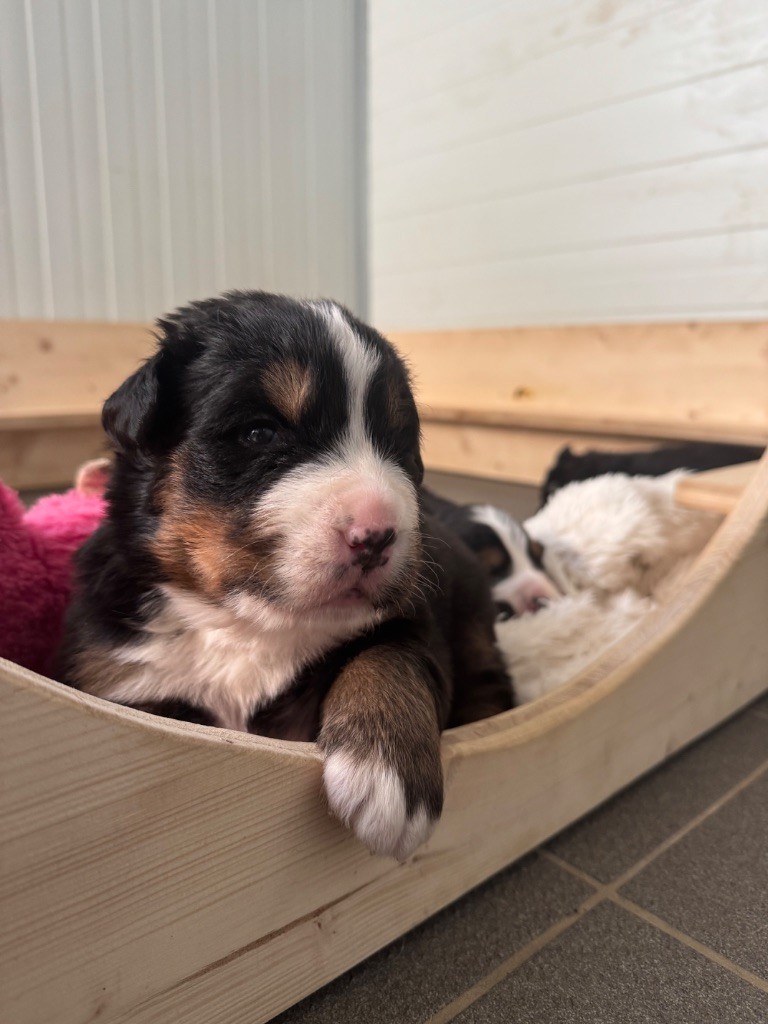 Du Secret Des Mimosas - Chiots disponibles - Bouvier Bernois