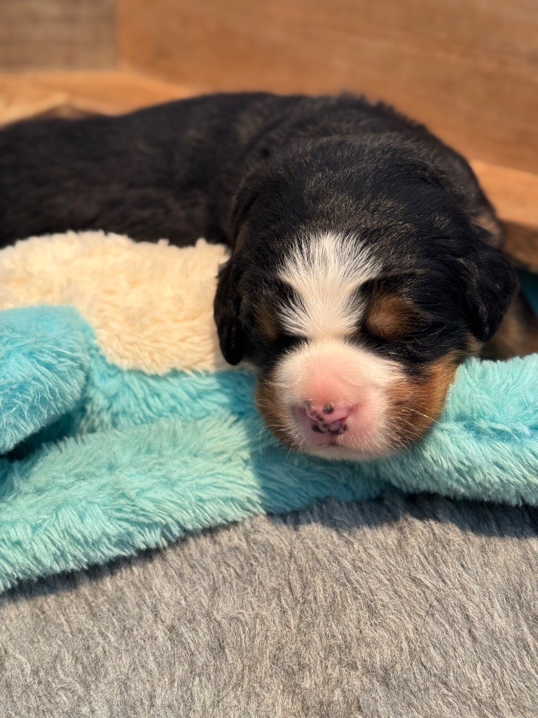 Du Secret Des Mimosas - Chiots disponibles - Bouvier Bernois