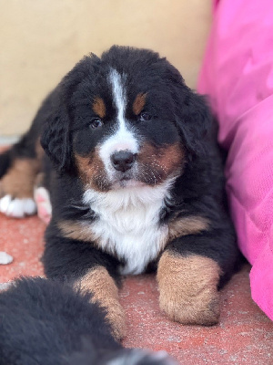 Maiden Du secret des mimosas 