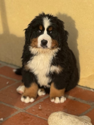 Asco du secret des mimosas