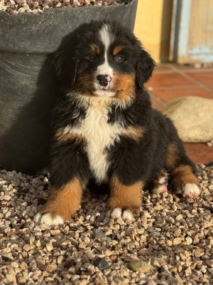 Boomer du secret des mimosas