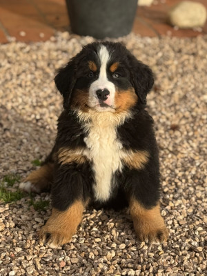 Automne Du secret des mimosas