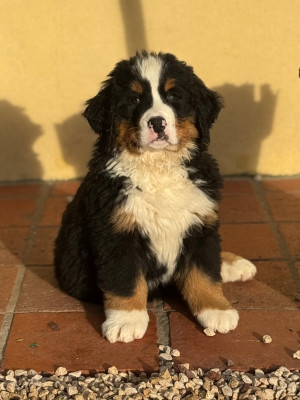 Auna Du secret des mimosas