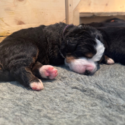 B. Du secret des mimosas