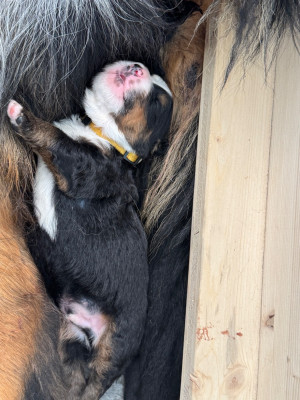 B du secret des mimosas