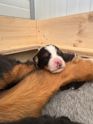 B Du secret des mimosas