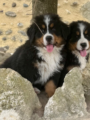 Bretzel Du secret des mimosas