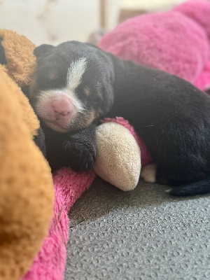 CHIOT
