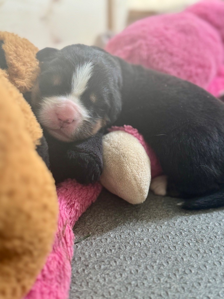 Du Secret Des Mimosas - Chiots disponibles - Bouvier Bernois