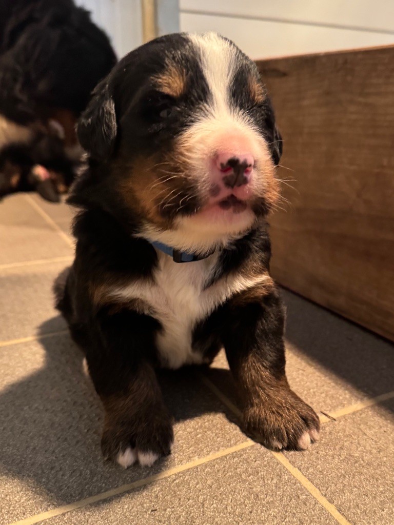 Du Secret Des Mimosas - Chiots disponibles - Bouvier Bernois