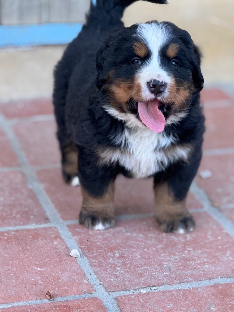 Du Secret Des Mimosas - Chiots disponibles - Bouvier Bernois