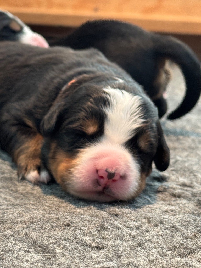 Du Secret Des Mimosas - Chiots disponibles - Bouvier Bernois