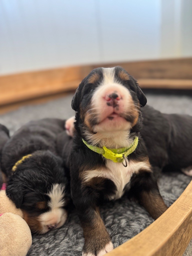 Du Secret Des Mimosas - Chiots disponibles - Bouvier Bernois