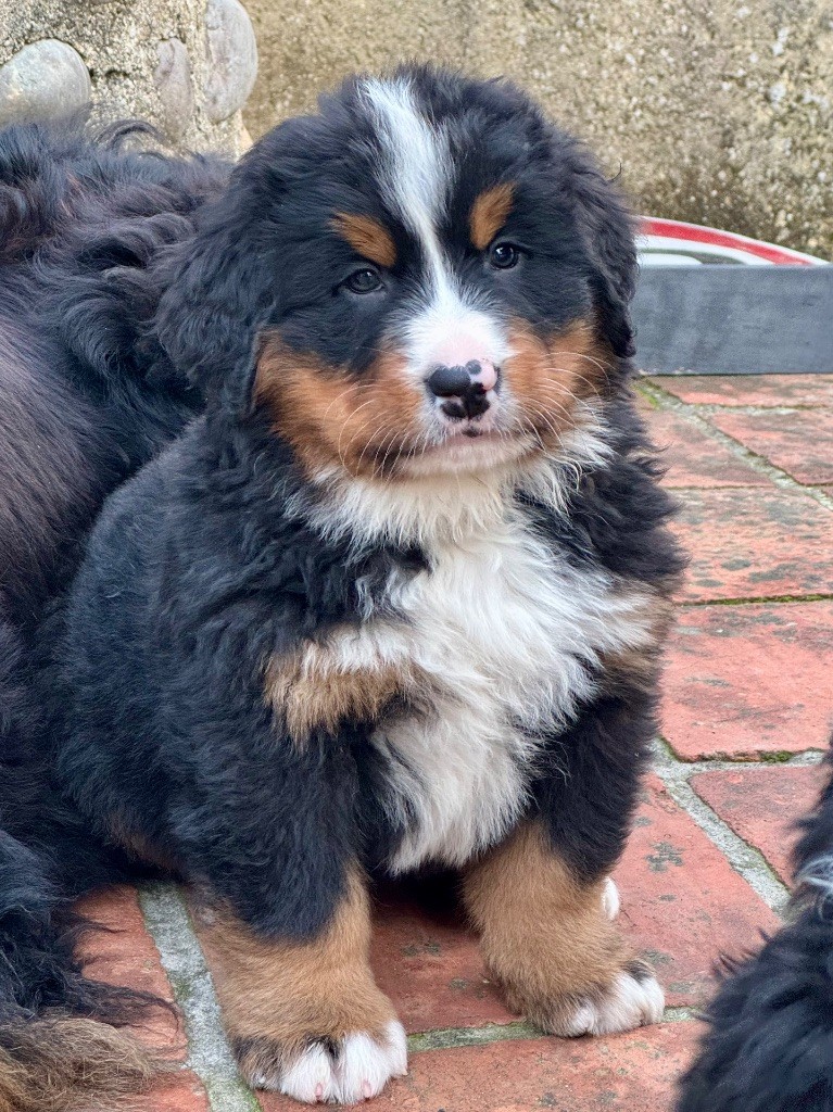 Du Secret Des Mimosas - Chiots disponibles - Bouvier Bernois