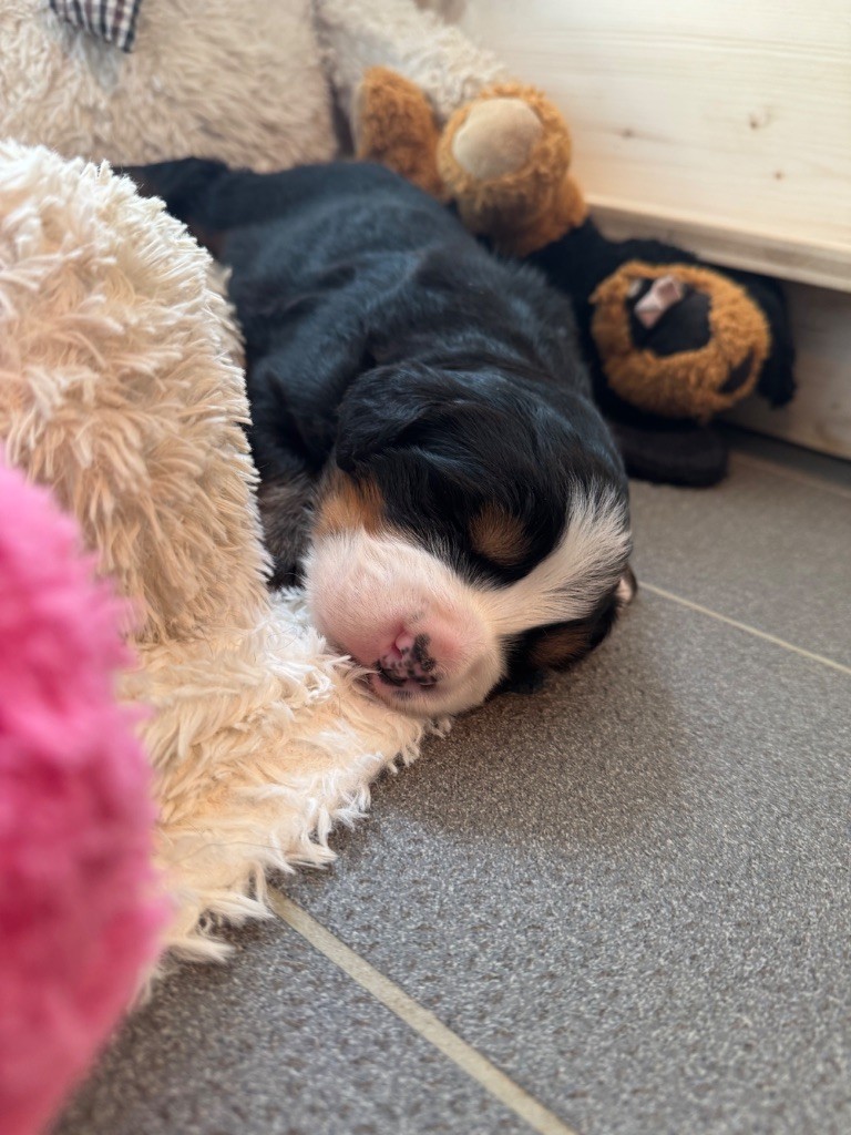 Du Secret Des Mimosas - Chiots disponibles - Bouvier Bernois