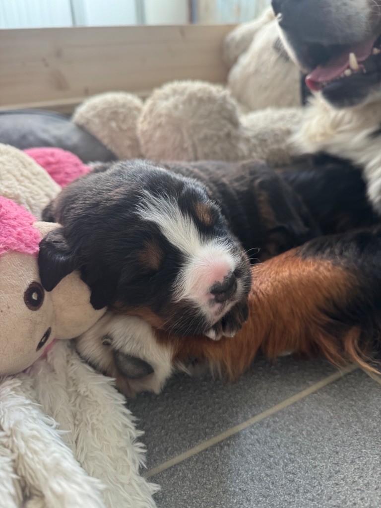 Du Secret Des Mimosas - Chiots disponibles - Bouvier Bernois